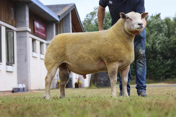 Champion and sale topper at 3500gns from the Wernfawr flock selling to the Springfield flock