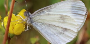 Endangered butterfly seen at four Powys sites in conservation boost