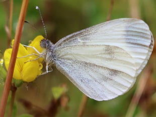 Endangered butterfly seen at four Powys sites in conservation boost