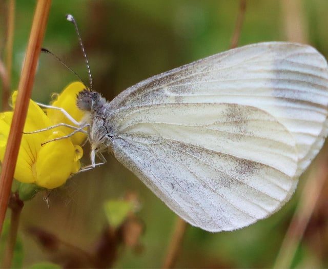 Endangered butterfly seen at four Powys sites in conservation boost