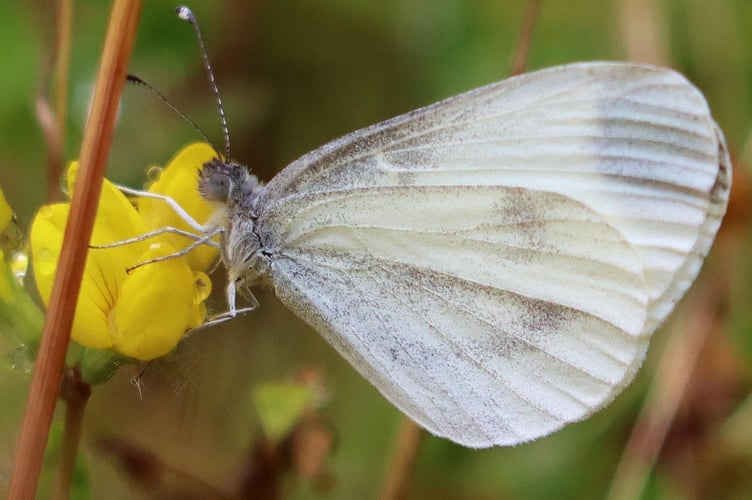 One of the Wood Whites found in Powys this summer