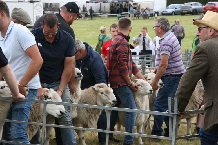 A bumper entry of livestock on display