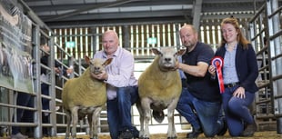 Vaccination against BTV urged ahead of Showground ram sale