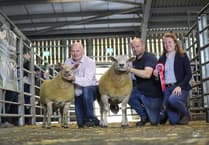 Vaccination against BTV urged ahead of Showground ram sale