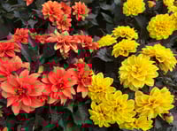 Ten sun-loving plants to beat the summer heat