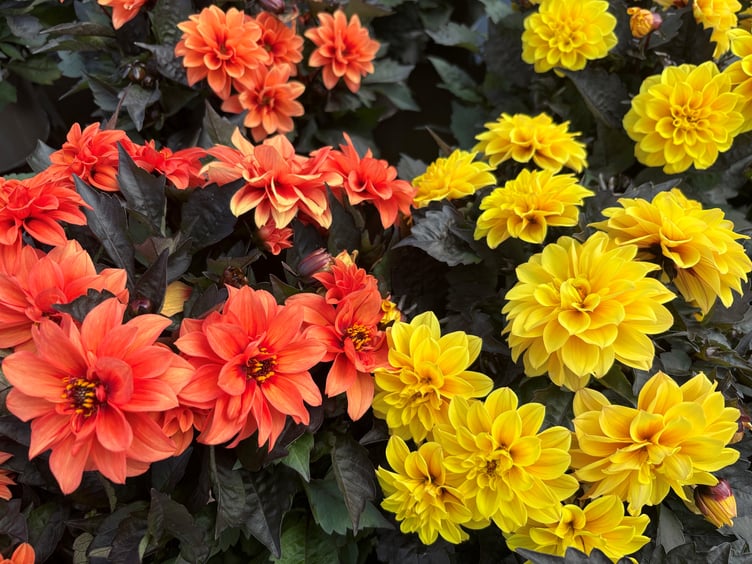 Dahlias are the stars of the sun drenched garden