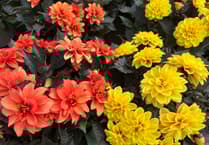 Ten sun-loving plants to beat the summer heat