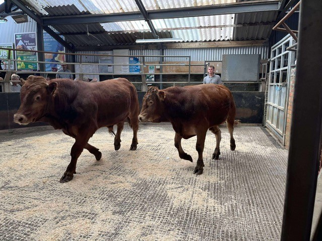 Store sheep and cattle were sold to a strong trade at Knighton Market on August 15