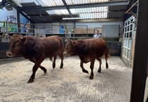 Strong trade and top prices at Knighton Market