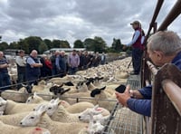 Firm ewe trade but disappointing lamb entry at Knighton Market
