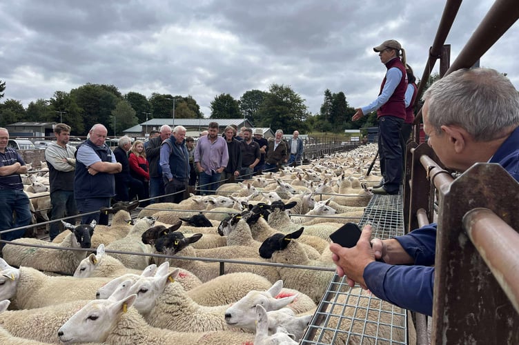 Buyers and sellers at work during the livestock market at Knighton