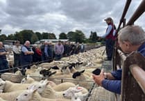 Firm ewe trade but disappointing lamb entry at Knighton Market
