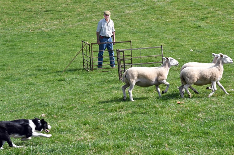 Brian Pugh and Bella showing their skills at the Sheepdog Trials