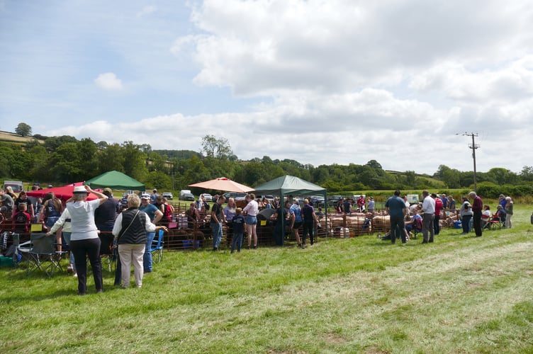 Spectators at the sheep pens
