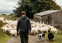 Farmers and flavours in focus for Love Lamb Week