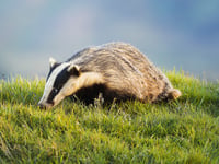 Powys named 5th best place to spot wildlife