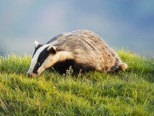 Powys named 5th best place to spot wildlife
