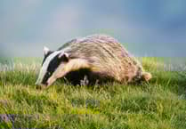 Powys named 5th best place to spot wildlife