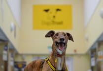 Dogs Trust demands better dog welfare laws in Wales
