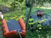 WATCH: Brecon firefighters rescue sheep stranded on pond island