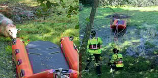 WATCH: Brecon firefighters rescue sheep stranded on pond island
