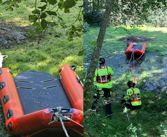 WATCH: Brecon firefighters rescue sheep stranded on pond island