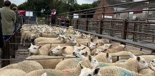 Strong trade for lambs and ewes at Knighton Market