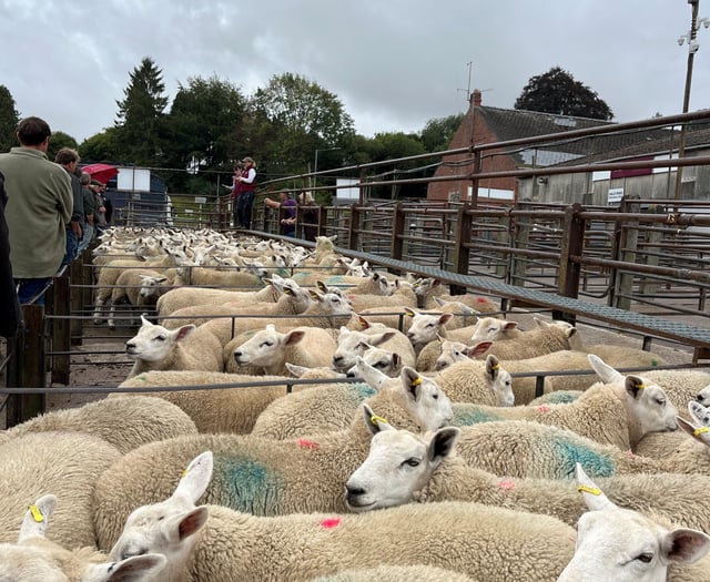 Strong trade for lambs and ewes at Knighton Market