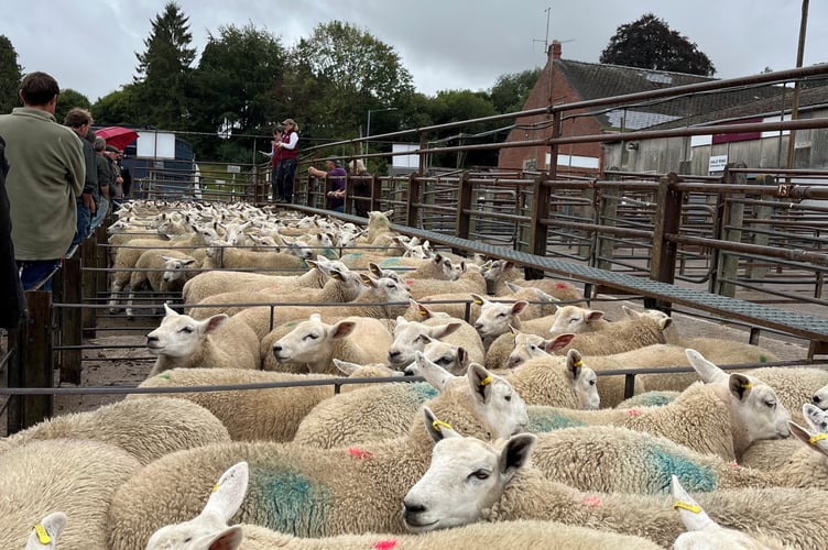 Welsh and English buyers drove a lively trade at Knighton