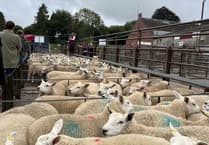 Strong trade for lambs and ewes at Knighton Market