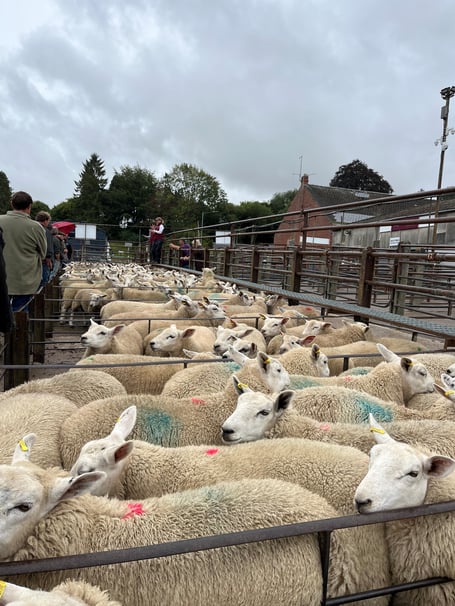 Welsh and English buyers drove a lively trade at Knighton
