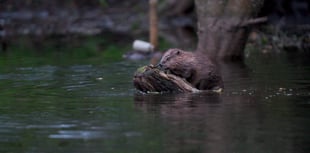Wales protects European beavers