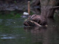Wales protects European beavers