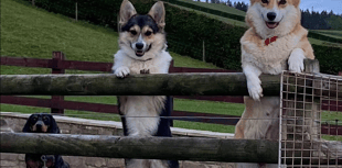 Video: Readers' International Dog Day photos!