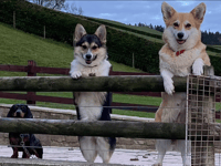 Video: Readers' International Dog Day photos!