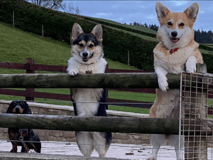 Video: Readers' International Dog Day photos!