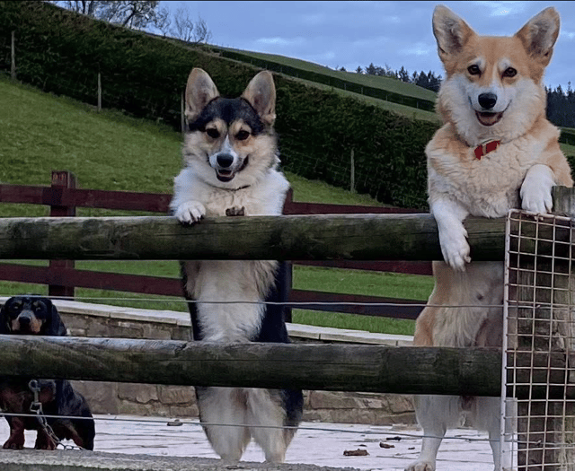 Video: Readers' International Dog Day photos!