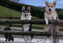 Video: Readers' International Dog Day photos!