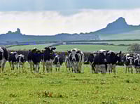 Nominations sought for outstanding dairy person in Wales