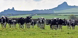 Nominations sought for outstanding dairy person in Wales