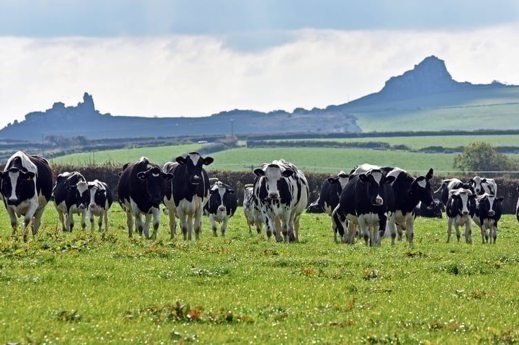 Dairy cows