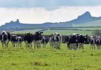 Nominations sought for outstanding dairy person in Wales