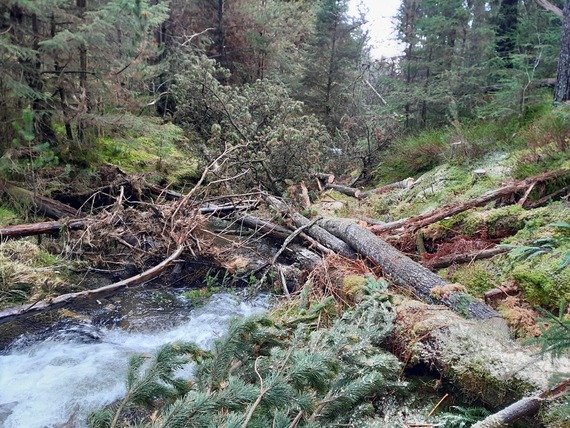 A leaky dam across the Afon Bidno