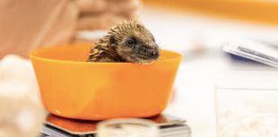 Entries now open for the RSPCA’s Walk on the Wild Side challenge