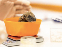 Entries now open for the RSPCA’s Walk on the Wild Side challenge