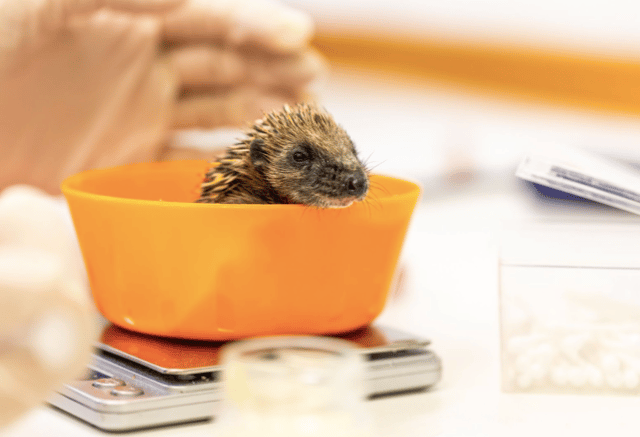 Entries now open for the RSPCA’s Walk on the Wild Side challenge