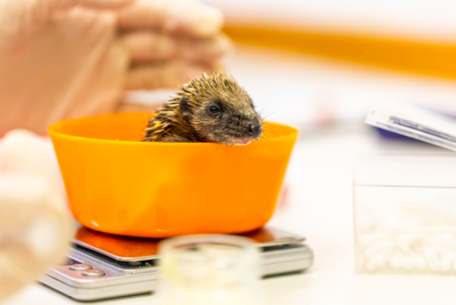 RSPCA Cymru