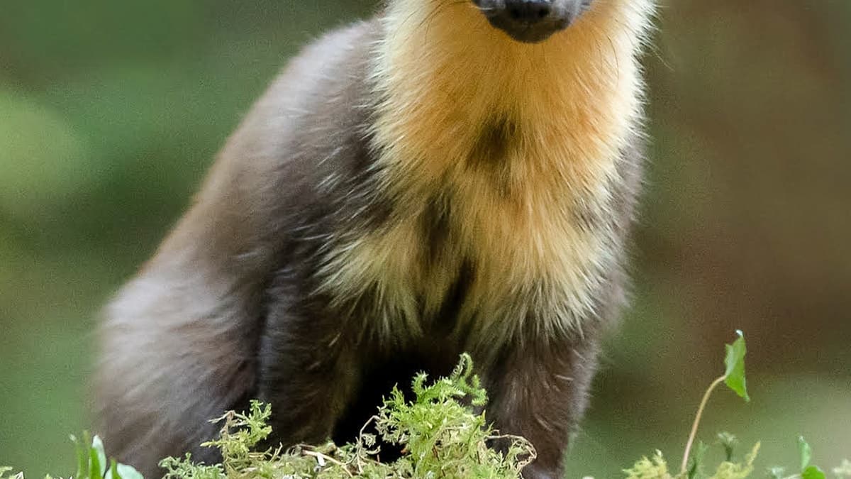 Pine marten recorded at Gilfach Nature Reserve for the first time