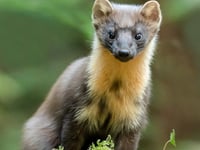 Pine marten recorded at nature reserve