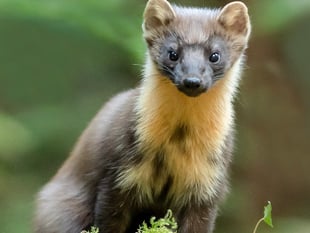Pine marten recorded at nature reserve